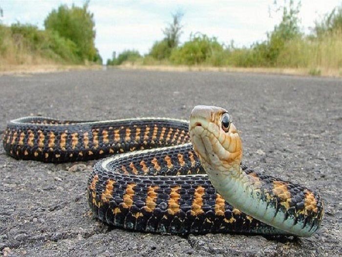 Đi đường gặp rắn là điềm báo gì?